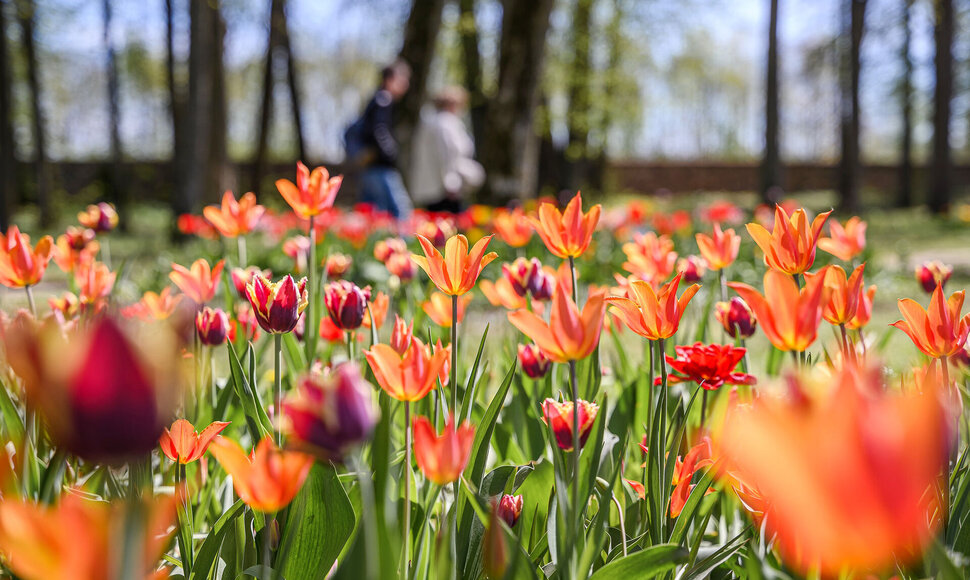 Tulpių ir pavasario gėlių žydėjimo pikas Pakruojo dvare 