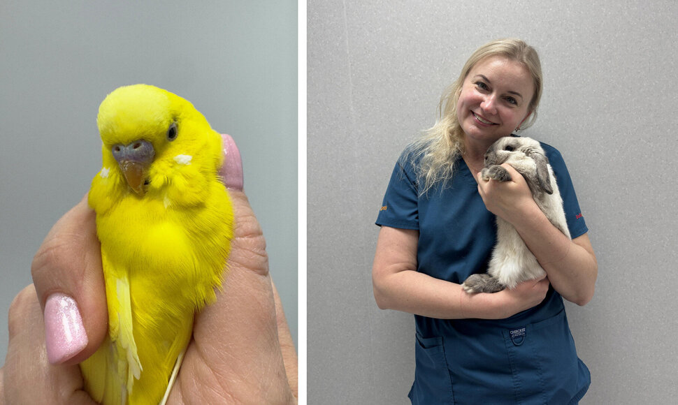 Diena su veterinaru: egzotinių gyvūnų gydytojos kasdienybė – nuo dantų šlifavimo iki sudėtingų operacijų
