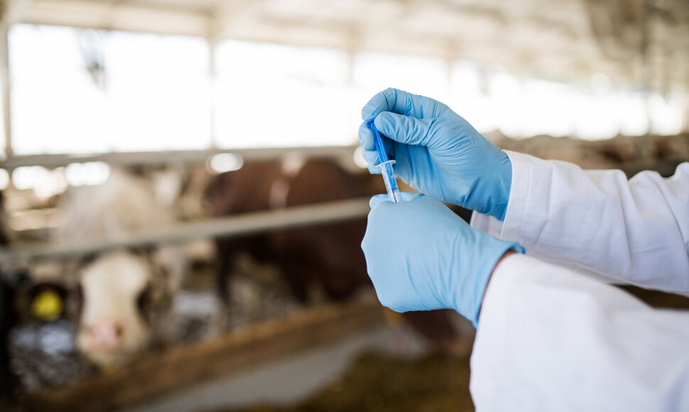 Tylioji pandemija: kaip antibiotikų perteklius žemės ūkyje veikia visuomenės sveikatą?