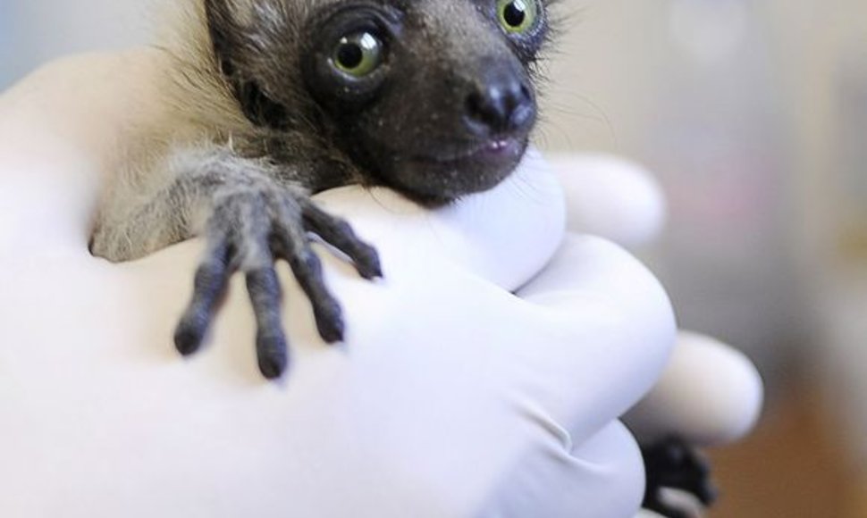 Madagaskaro lemūro jauniklis