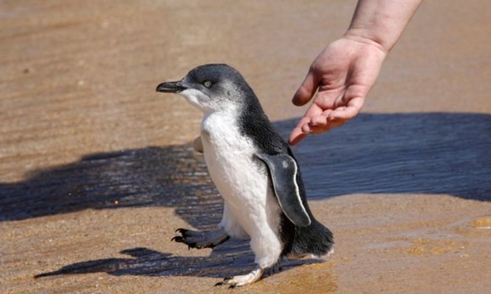 Paleidžiamas pingvinukas