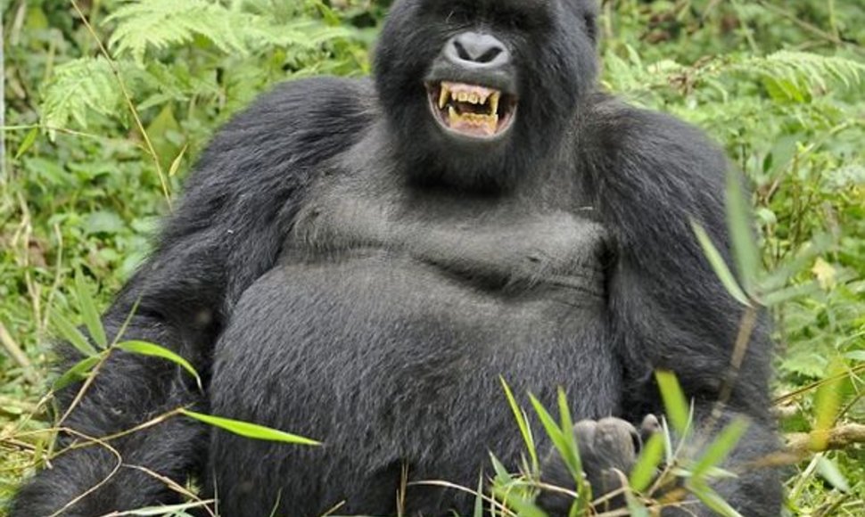 Girtuokliaujanti gorila