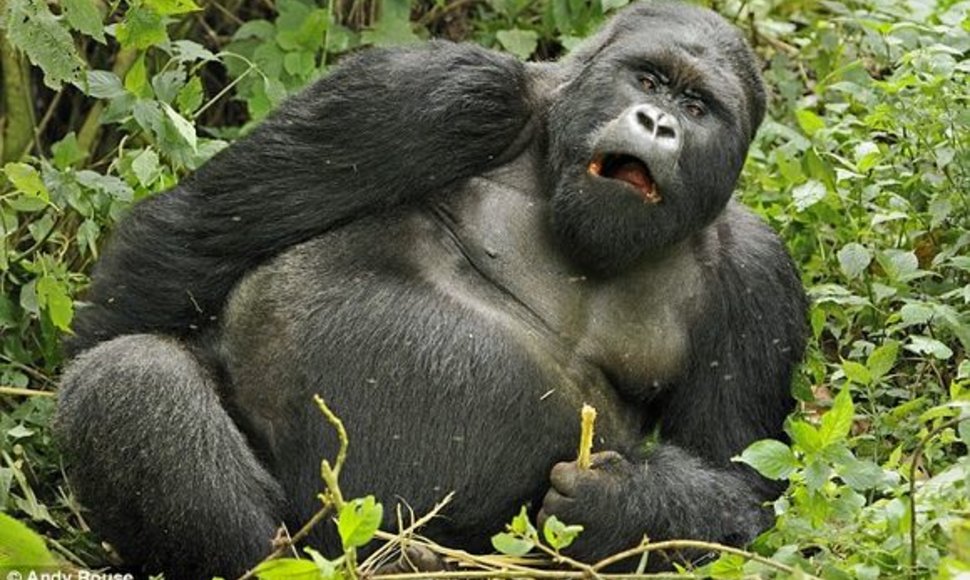 Girtuokliaujanti gorila