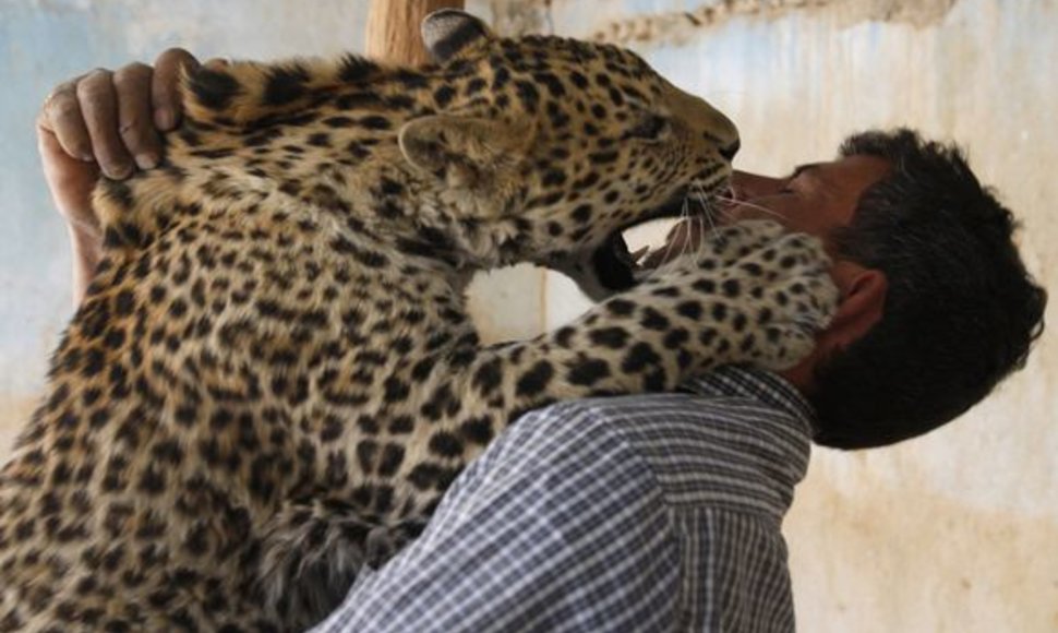 Leopardas bando įkasti prižiūrėtojui.