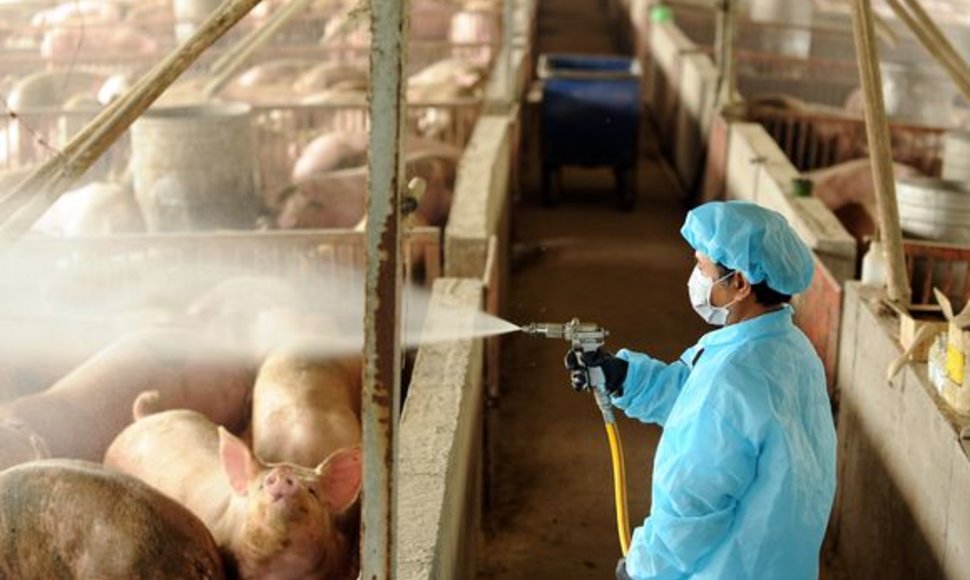 Taivane dezinfekuojamos kiaulės.
