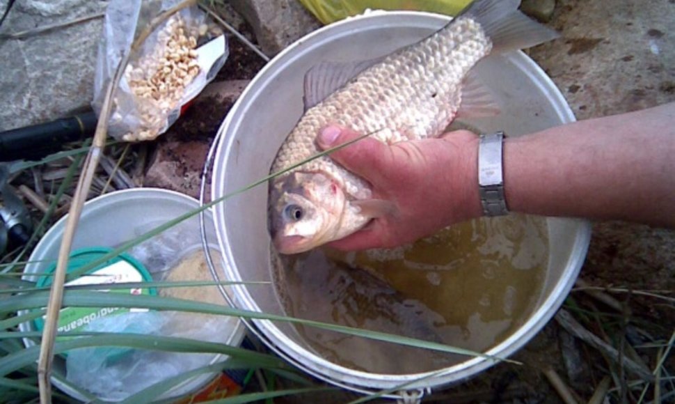 Žūklės laimikis. Albino karosas