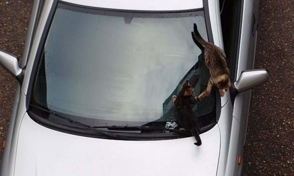 Katinai ant automobilio