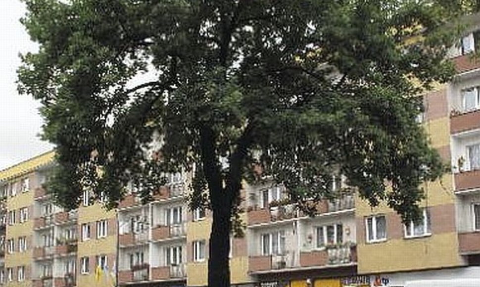 Hitlerio medis Lenkijoje, jaslo miestelyje