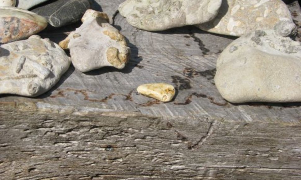 Akmensrago švyturys: baltasis gintaras ir fosilijos.