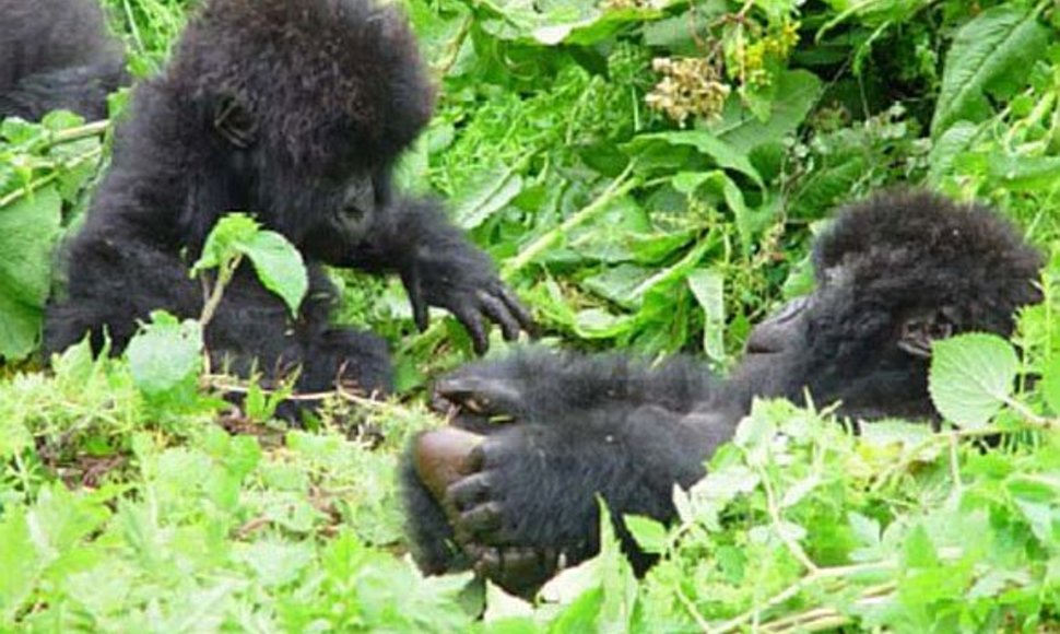 Gorilų dvynukai Ruandoje