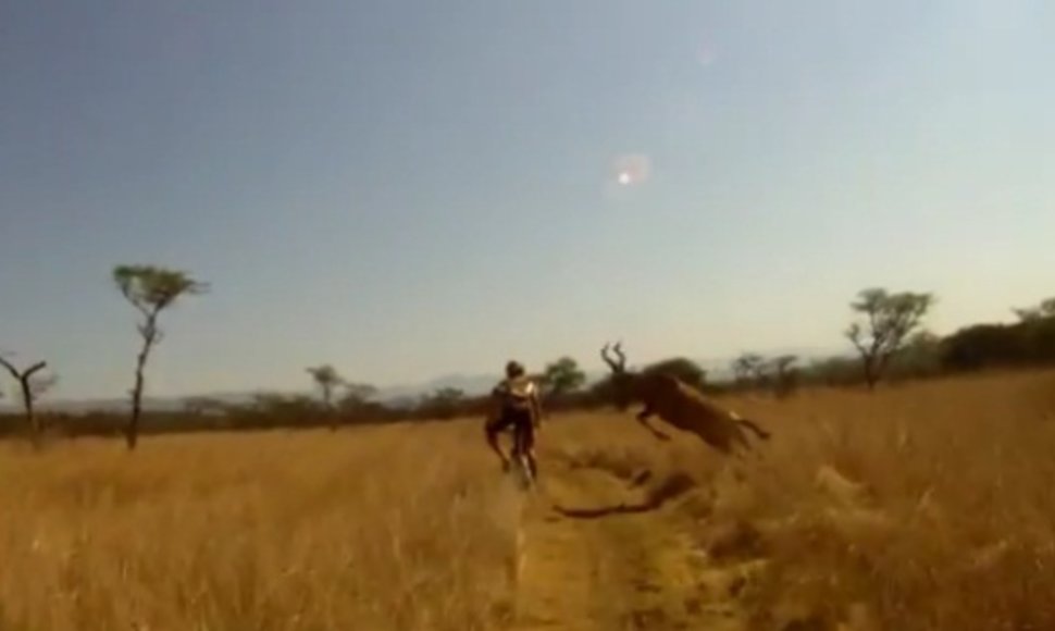 Antilopė susidūrė su dviratininku