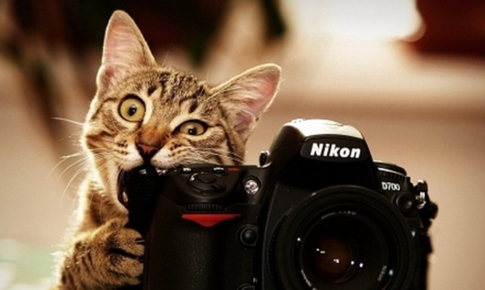 Katė ir fotoaparatas