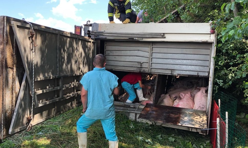 Greitkelyje Klaipėda–Kaunas vertėsi kiaules vežęs sunkvežimis