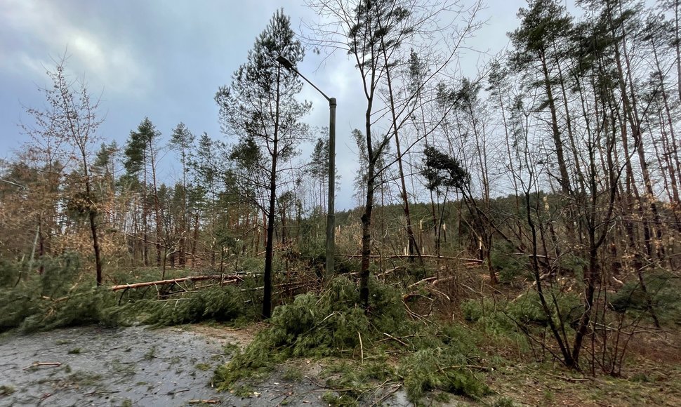 Vėjo išlaužytos pušys Valakampiuose