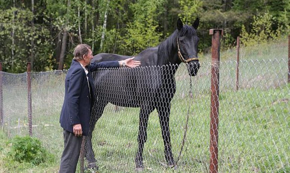 Vilnietis J.Žilinskas iš L.Rožuko išpirko vieną nukamuotą žirgą. Prižiūrimas kitame žirgyne jis sparčiai taisosi.