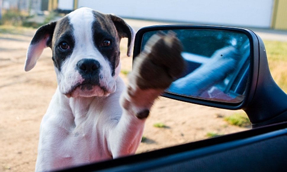 Kai kuriems mokslininkams šauna į galvą mintis palyginti šunų ir automobilių taršą.