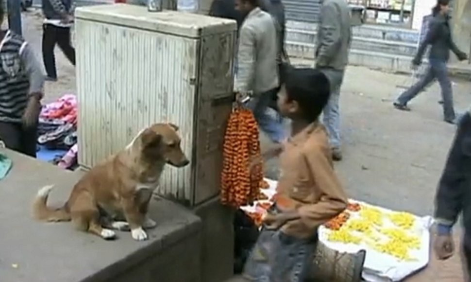 Benamis šuo Katmandu gatvėje
