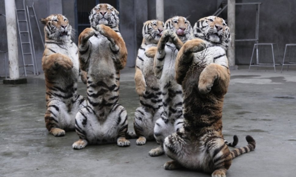 Tigrai Kinijos zoologijos sode