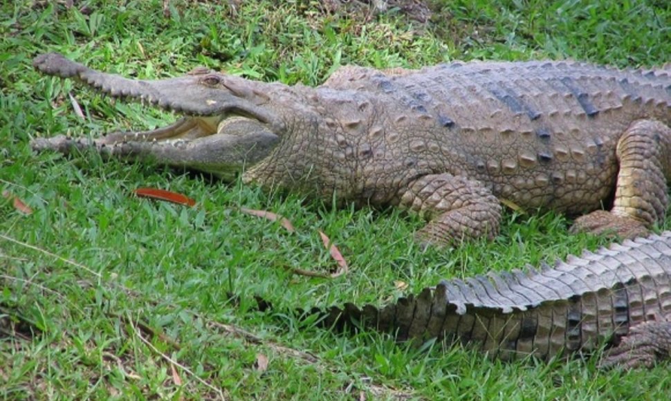 Gėlavandeniai krokodilai Australijos zoologijos sode