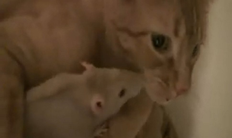 Katinas Ranjas ir žiurkė Peanut – neišskiriami draugai.