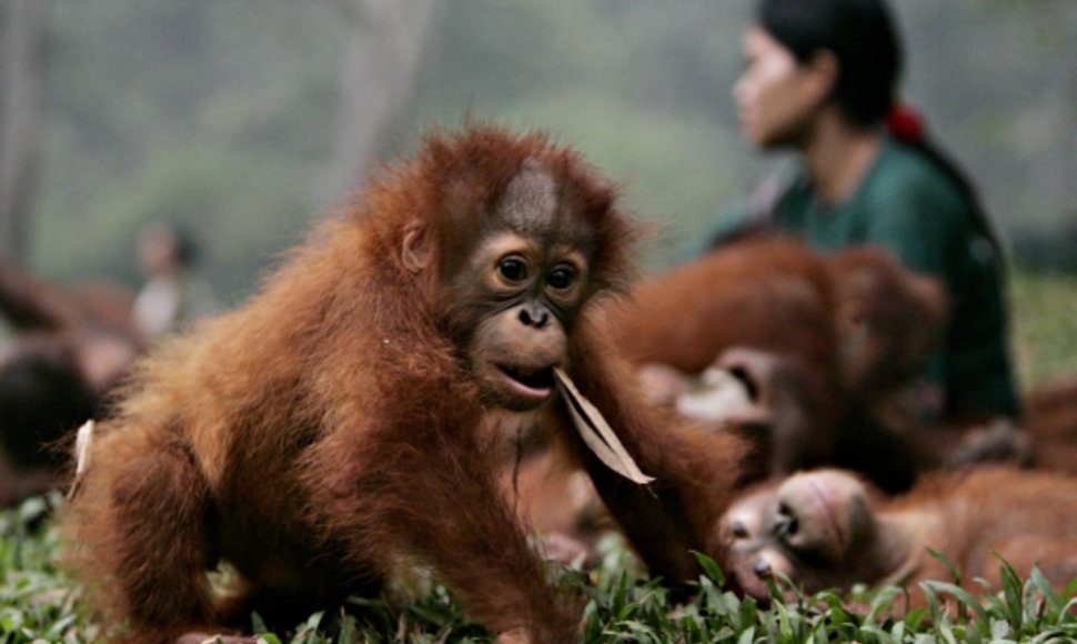 Orangutangų mažylis