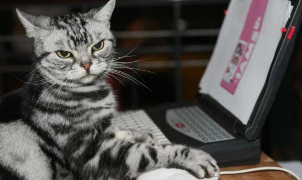 Katė ir kompiuteris