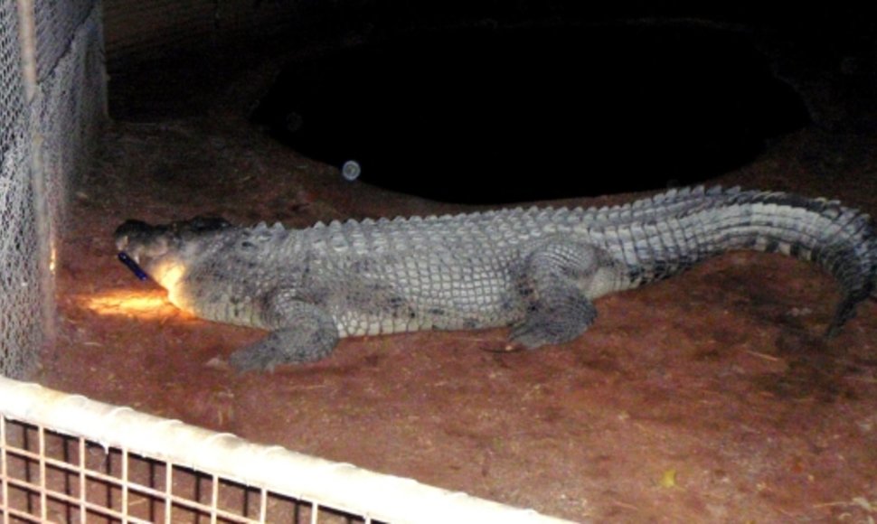 Australijos policijos nuotraukoje įamžintas tas pats briaunagalvis krokodilas Fatso.