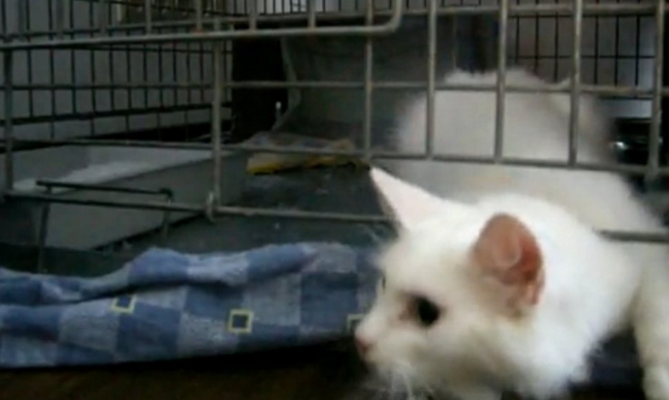 Didysis katytės Gilės pabėgimas, užfiksuotas vaizdo kamera