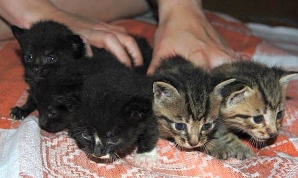 Penki išgelbėti kačiukai