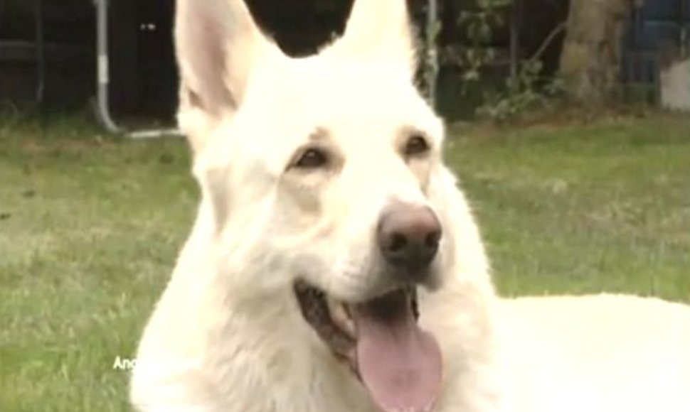 Dazas – garsiausiai lojantis šuo pasaulyje