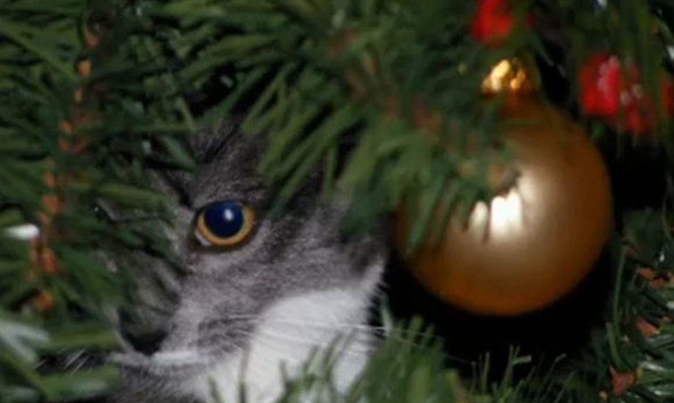 Katės dažnai neatsispiria pagundai įsikarti į Kalėdų eglutes.