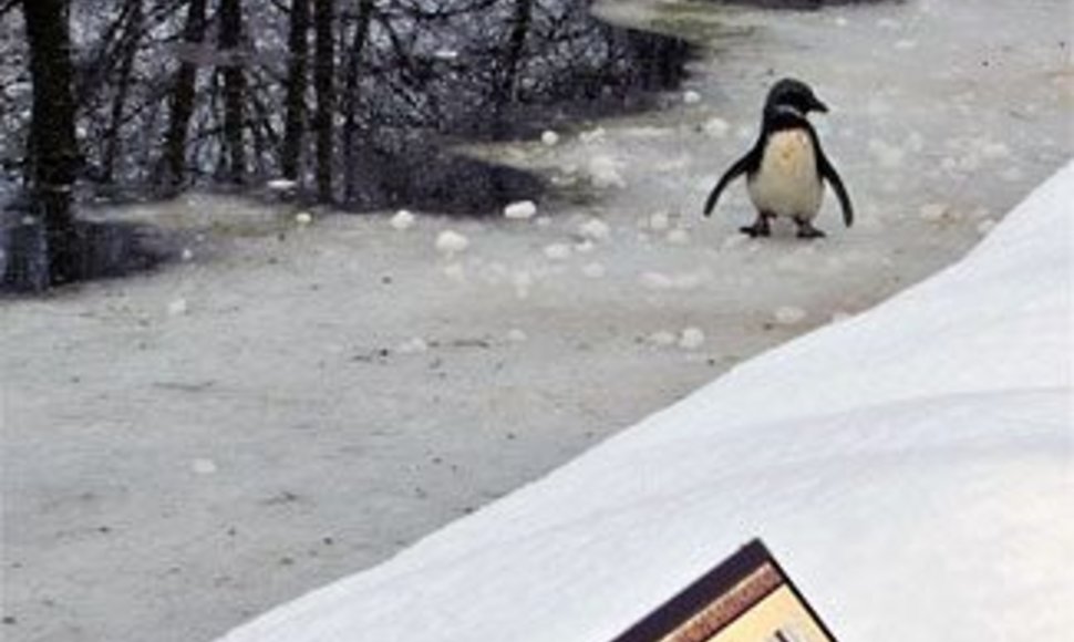 Pingviniukė nusprendė pasivaikščioti liūtų aptvare.