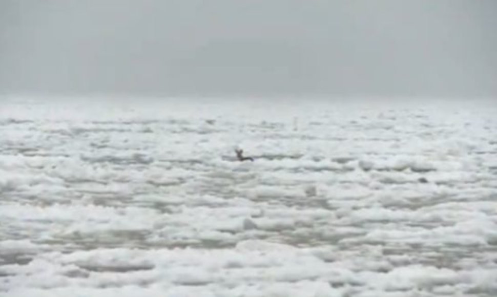 Stirna ledų jūroje