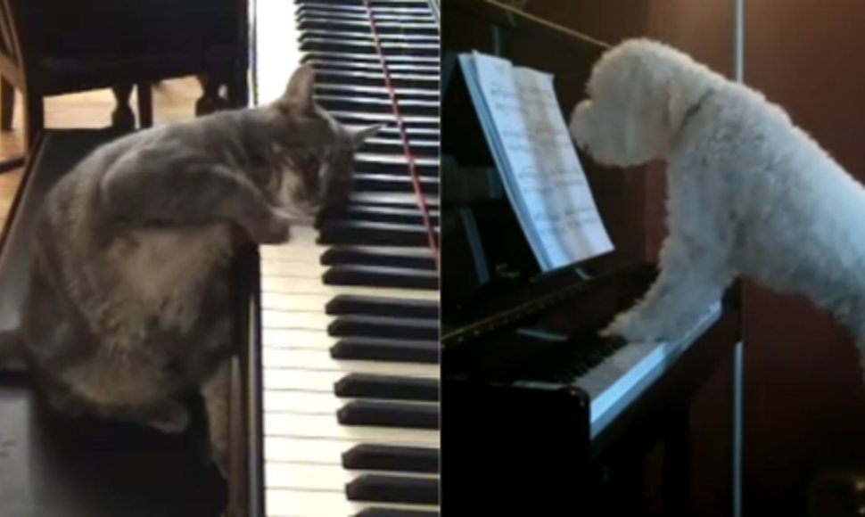 Garsioji katė-muzikantė Nora dabar turi konkurentą – pusantrų metų šnaucerio ir pudelio mišrūną Tuckerį, kuris ne tik groja, bet ir dainuoja.