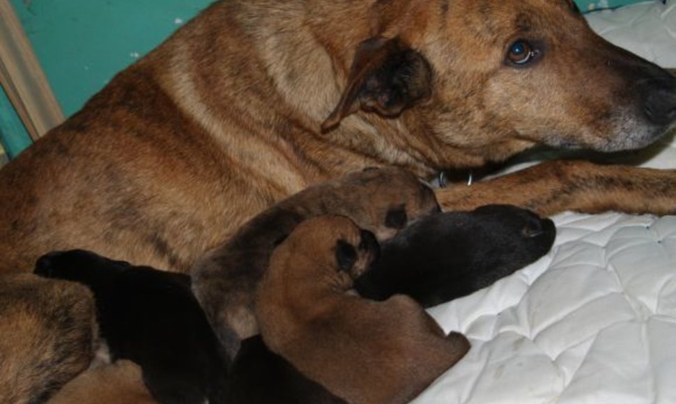 Išgelbėtai kalytei ir jos šuniukams dabar reikės surasti naujus šiltus namus.
