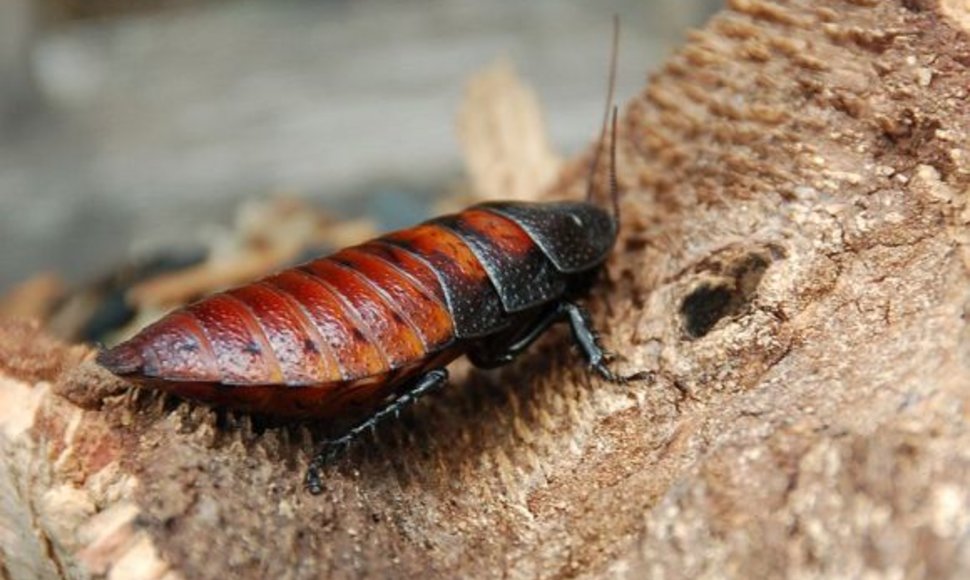 Madagaskaro tarakono patelė