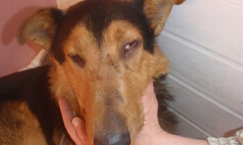 Sušaudytas šunelis sveiksta globojamas organizacijos „SOS gyvūnai“ savanorių.