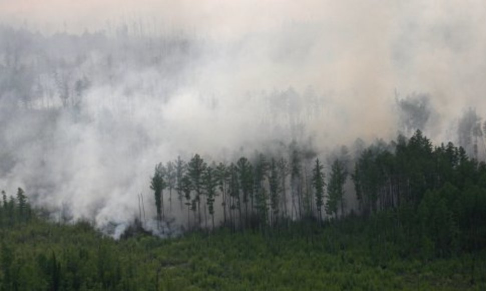 Sibire dega milžiniški miškų plotai.