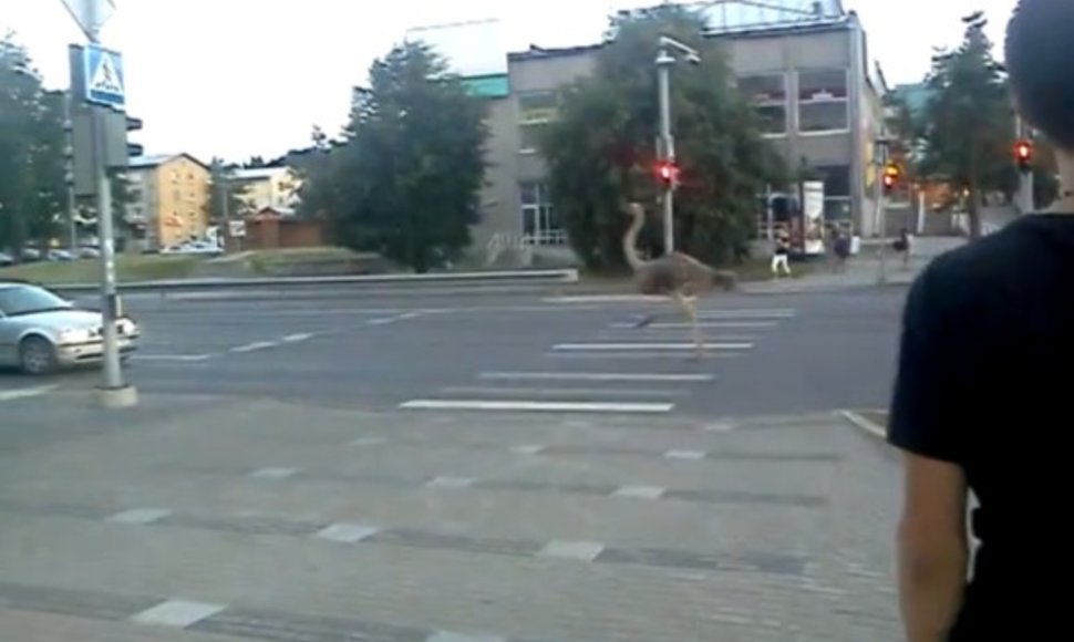 Gatvėmis lakstantys stručiai – neįprastas vaizdas Estijoje.