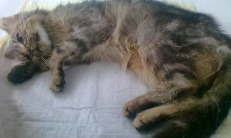 Ši katė buvo sugauta Vilniuje, Architektų gatvėje. Po poros savaičių „Grindos“ narve ji virto mirtina ligone.