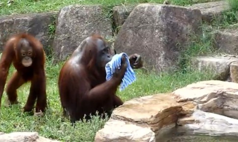 Orangutanas atsivėsina šlapiu rankšluosčiu.