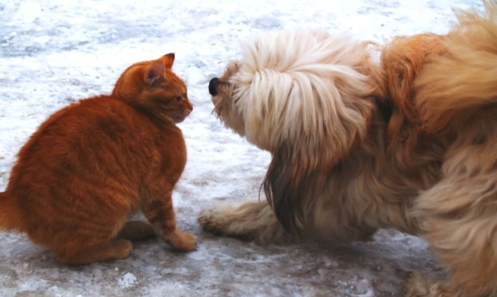 Šuo ir katė