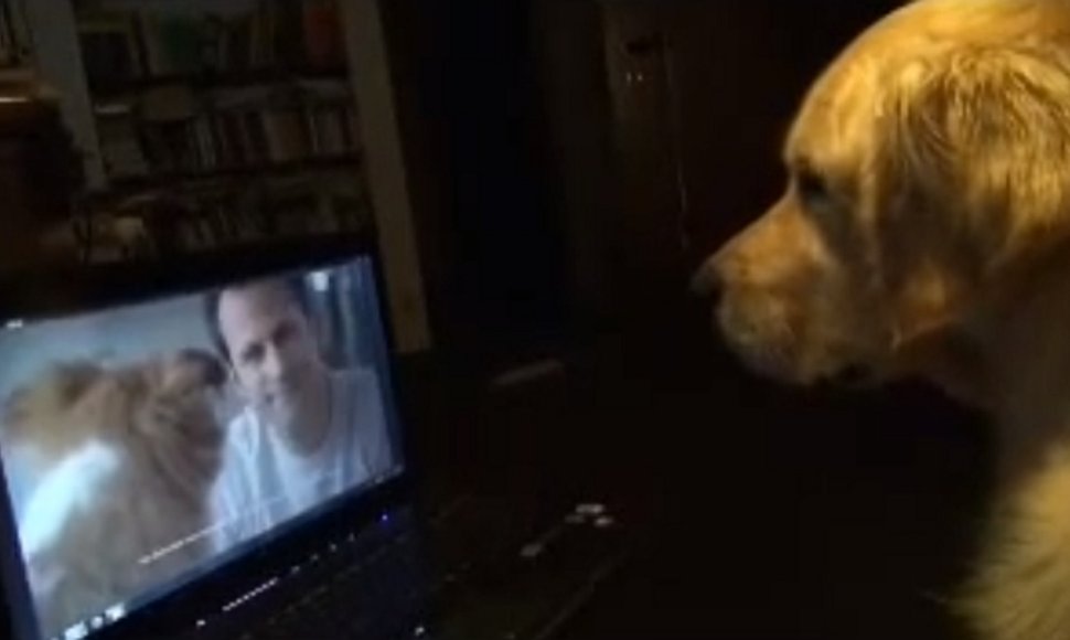 Šuo stebi televizijos reklamą.