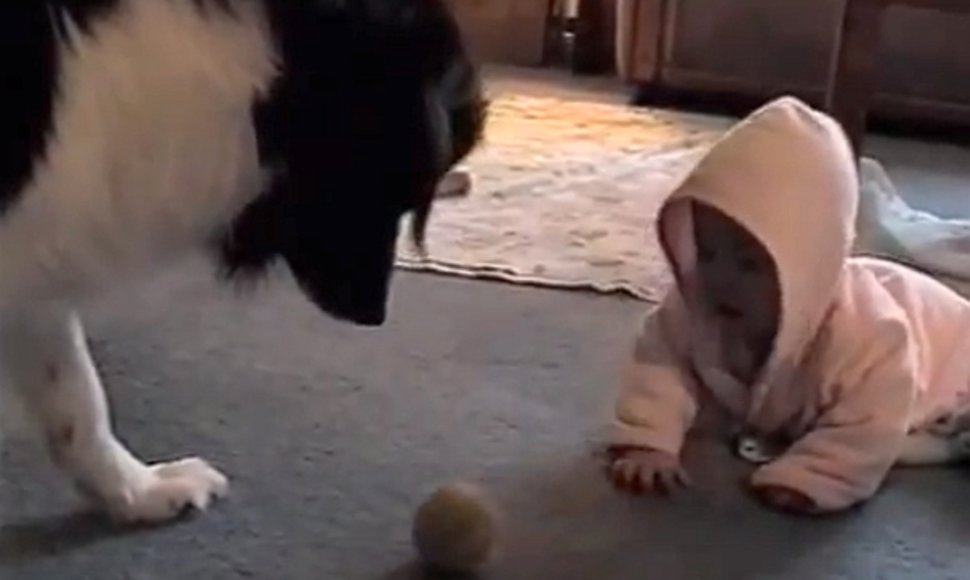Šuo ir kūdikis žaidžia su kamuoliuku.