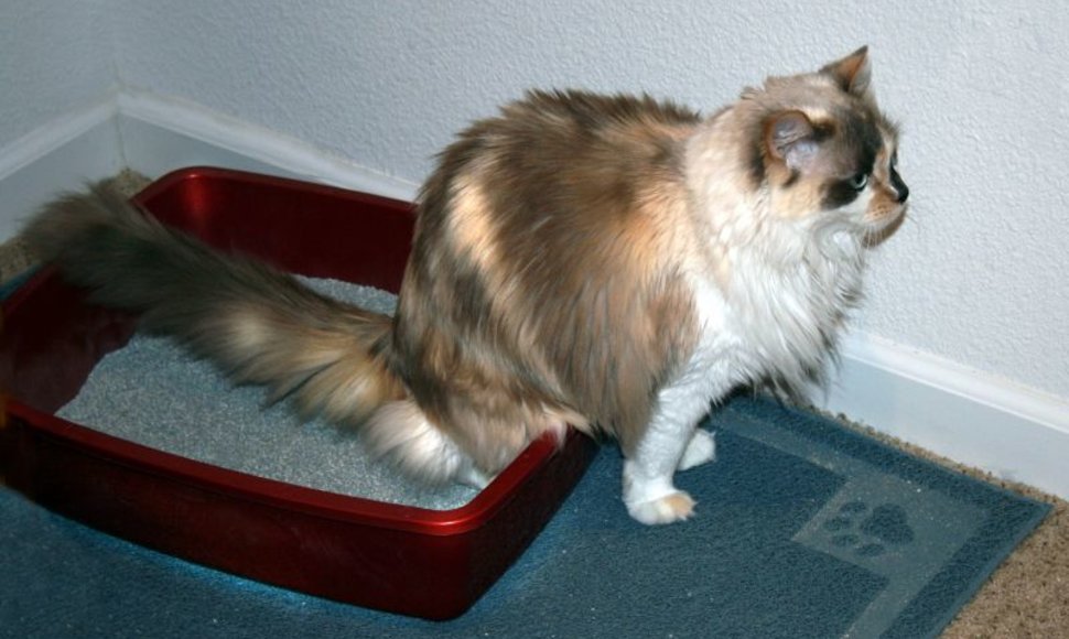Katė ir jos tualeto dėžutė