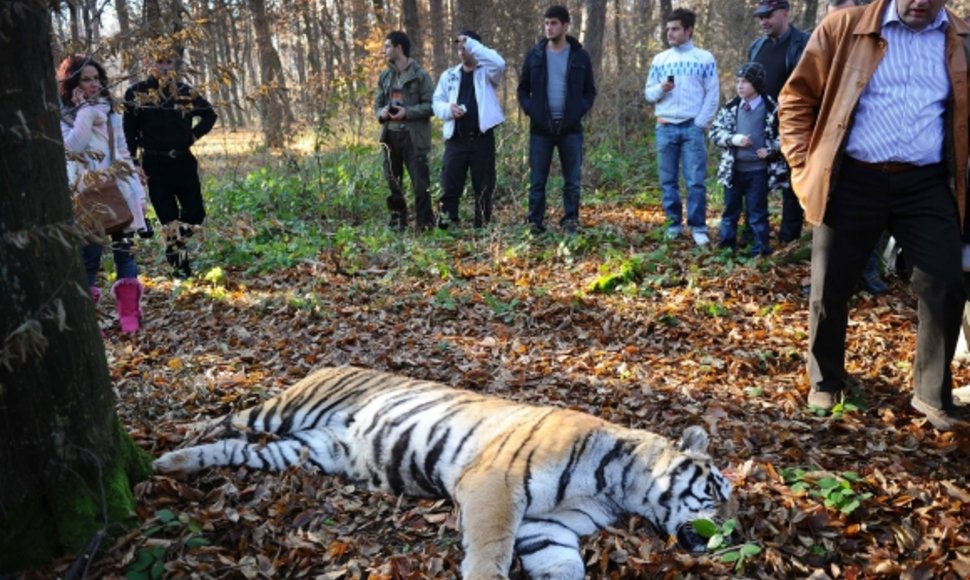 Tigrės nepavyko saugiai sugrąžinti į zoologijos sodą.