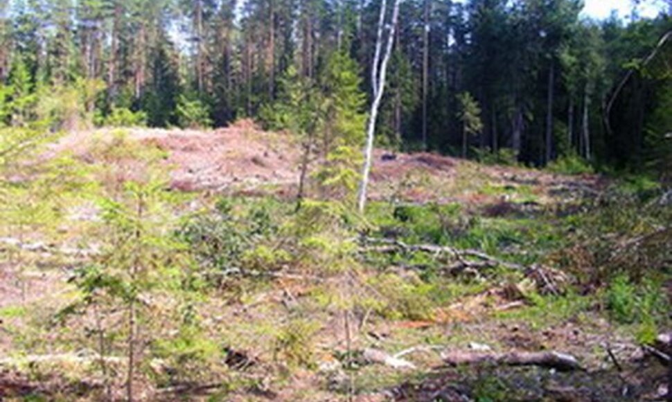 Švenčionių rajone iškirstas uteniškiui priklausantis miškas.
