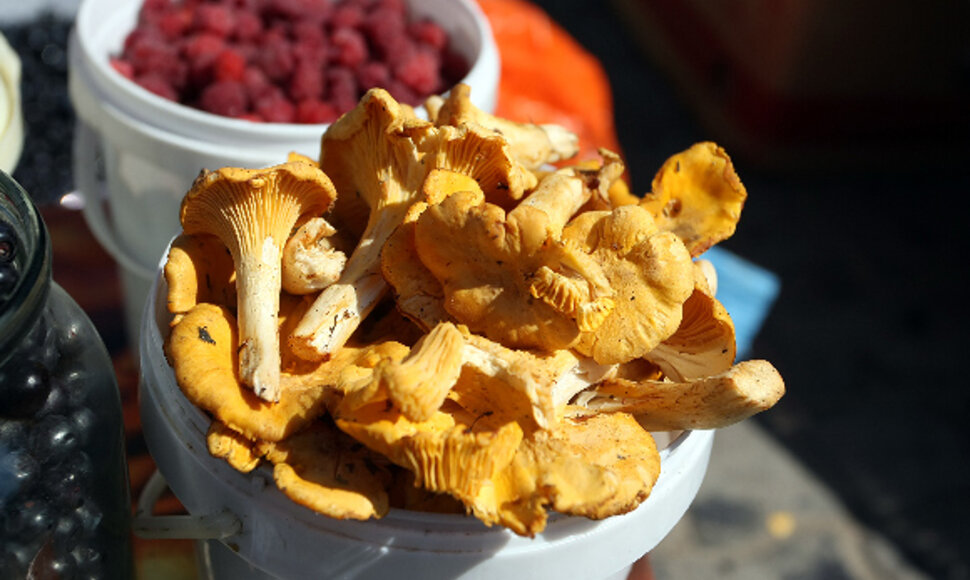 Grybai