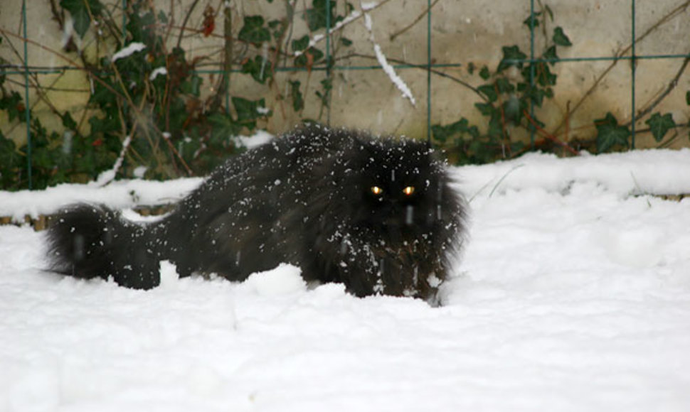 Katė ant sniego