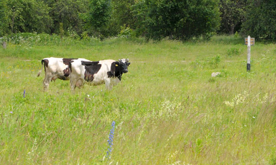 Karvės pievoje